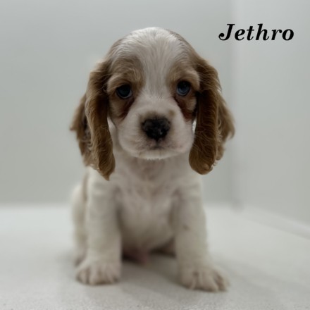 puppy, for, sale, Cocker Spaniel, Joe & Cherri  Overlease, dog, breeder, Miller, MO, dog-breeder, puppy-for-sale, forsale, nearby, find, puppyfind, locator, puppylocator, aca